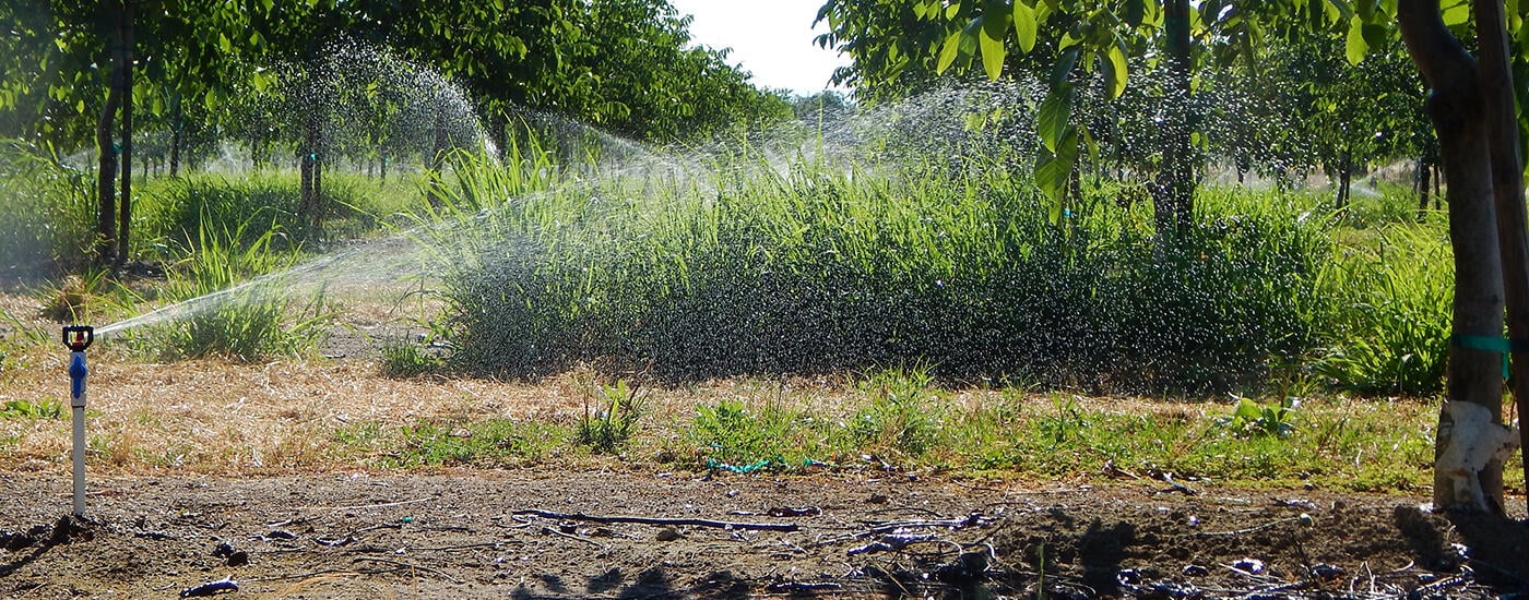 Rain Bird coverage in the field